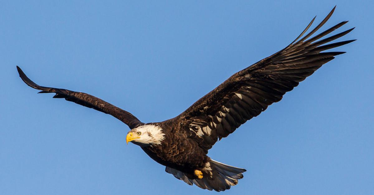 2015 Sauk Prairie Eagle Days | Wisconsin Public Radio